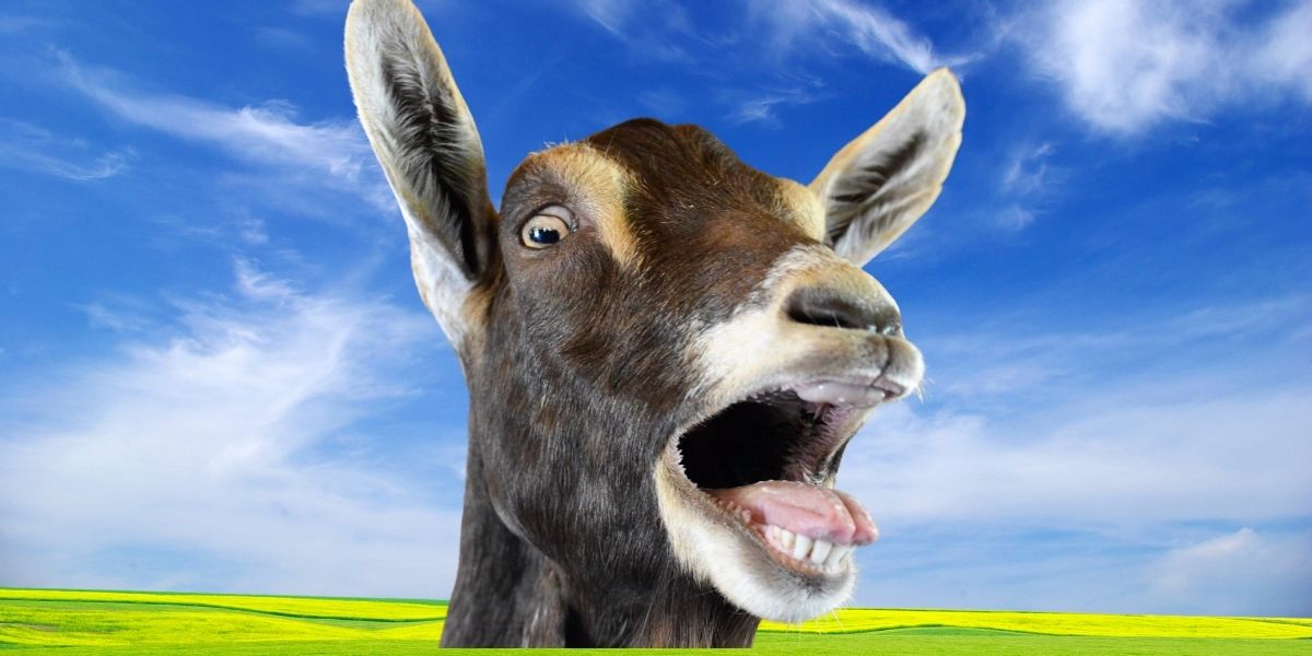 Old MacDonald had a Scapegoat